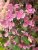 Hydrangea paniculata Switch Ophelia ®, Vipphortensia