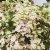 Hydrangea paniculata Switch Ophelia ®