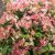 Hydrangea paniculata Switch Ophelia ®