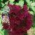 Hydrangea paniculata Wim´s Red, Syrenhortensia