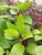 Hydrangea paniculata Wim´s Red, Vipphortensia
