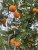Calamondin, Träd