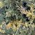 Juniperus x pfitzeriana Blue and Gold, Trädgårdsen