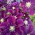 Clematis patens Warszawska Nike