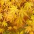Acer palmatum Cascade Gold ®