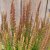 Calluna Sunset Zorina