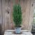 Ädelcypress - Chamaecyparis lawsoniana 'Ellwoodii'