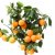 Citrus aurantiifolia