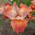 Iris sibirica Peacock Paprikash ®, Rabattiris, P11cm