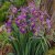 Iris sibirica Sparkling Rose, Rabattiris
