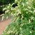 Itea virginica Henry´s Garnet, Itea, 40-45 C3