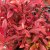 Itea virginica Henry´s Garnet, Itea