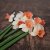 Tulpan & Narciss Mix Peachy Dream 30st