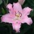 Orientalisk Lilja Josephine 3st
