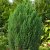 Juniperus chinensis Stricta, Pelaren, 40-45 C3