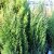 Juniperus chinensis Stricta, Pelaren, 40-50 C3,5