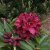 Rhododendron hybr. Kali