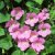 Lejongapsranka Mystic Rose