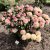 Rhododendron hybr. Kotnov ®