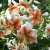 Lilium chalcedonicum Lady Alice, Turbanlilja, P11cm