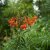 Tigerlilja lancifolium 3st