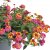 Lantana camara PassionFruit Rose and Yellow