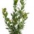 Laurus nobilis Durabello