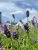 Lavandula angustifolia Essence Purple