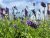 Lavandula angustifolia Essence Purple2