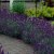 Lavandula angustifolia Hidcote Blue, Lavendel
