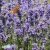 Lavandula angustifolia Hidcote Blue, Lavendel, P9cm