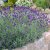 Lavandula angustifolia Munstead, Lavendel