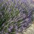 Lavandula angustifolia Munstead