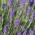 Lavandula angustifolia Munstead