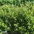 Ligustrum vulgare Lodense, Dvärgliguster 10-pack, 20-30 barrot