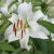 Orientalisk Lilja Lilium Siberia 2st