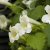 Lejongapsranka Lofos ® Compact White