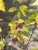 Lonicera tatarica Arnold Red, Rosentry