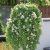 Lejongapsranka Lofos ® Compact White