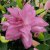 Orientalisk Lilja Lotus Dream 3st