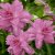 Orientalisk Lilja Lotus Dream 3st