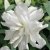 Lilium hybr. Lotus Ice, Orientalisk Lilja, P11cm
