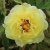 Paeonia lutea hybr. High Noon, Buskpion