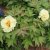 Paeonia lutea hybr. High Noon, Buskpion