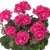 Pelargonium zonale Magic Kiss Magenta