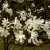 Magnolia x loebneri Merrill, Hybridmagnolia, 10-12 stam C