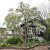 Magnolia x loebneri Merrill, Hybridmagnolia