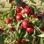 Malus Rescue, Barnäpple, 90-110 stam co