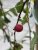 Malus Fontana, Prydnadsapel