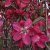 Malus Rudolph